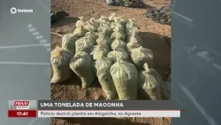 Police destroy one-ton marijuana plantation in Alagoinha | #NovaGeral