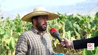 دەشتی بتوێن باشترین گوڵەبەڕۆژە بەرهەم دەهێنێت