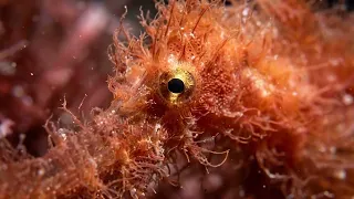 🐟 NEW GHOST PIPEFISH | Scientists discover a new species in the Pacific