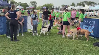 Pet owners take over Montrose Harbor for PAWS Chicago 5k Walk/Run for Their Lives