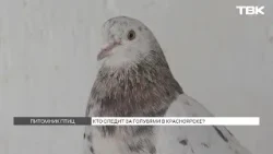 Кто разводит голубей в Красноярске?