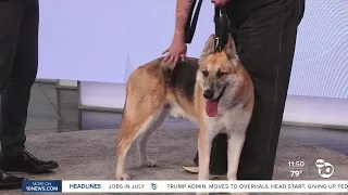 10News Pet of the Week: Chase