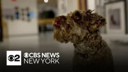 NYC Museum of the Dog makes man's best friend the star attraction