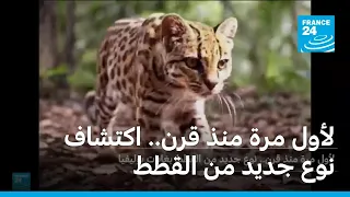 لأول مرة منذ قرن.. اكتشاف نوع جديد من القطط • فرانس 24