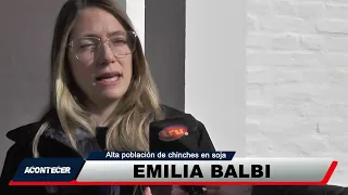 Alta población de chinches en la siembra de soja. Más detalles