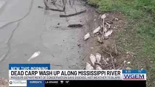 Hundreds of dead carp washing ashore along Mississippi River