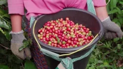 Giro de Notícias | Cepea: indicador do café robusta atinge recorde real | Canal Rural
