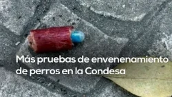 POISONED DOGS | Modus operandi of dog poisonings in Condesa revealed