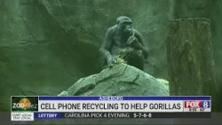 Зоопарк Северной Каролины перерабатывает старые мобильные телефоны, чтобы помочь гориллам.