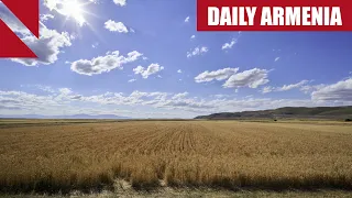 Armenia orders new push to boost domestic wheat production