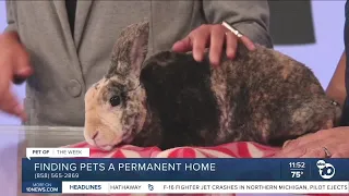 Pet of the Week: Aussie