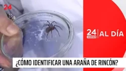 Alerta por araña de rincón: Un muerto y un grave en Coquimbo tras aumento de temperaturas