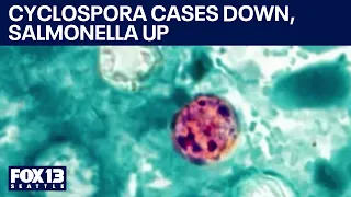 New cyclospora infections down as salmonella cases rise | FOX 13 Seattle