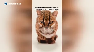 Descubren al tilcayo: la primera nueva especie de felino en más de un siglo