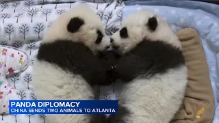 Giant pandas Ping Ping and Fu Shuang arrive in Atlanta from China