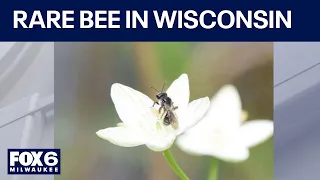 Rare bee discovered in Wisconsin | FOX6 News Milwaukee