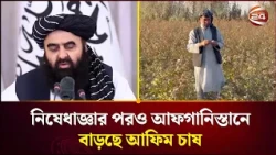তা~লে~বানের নিষেধাজ্ঞার পরও আফগানিস্তানে বাড়ছে পপি চাষ | Opium Cultivation | Channel 24