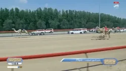 الشوط الرئيسي الثاني (مسائي) | مهرجان المرموم التراثي لسباقات الهجن |02 ابريل 2026