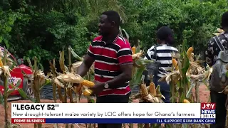New drought-tolerant maize variety by LCIC offers hope for Ghana's farmers | Prime Business(28-8-26)
