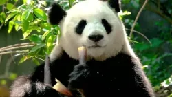 Удивительные факты о вере | Бамбук с Дугом Батчелором Удивительные факты о вере | Бамбук с Дугом Батчелором