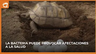 Huevos de tortuga pueden aumentar el riesgo de salmonella