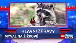 Za medvídkem mývalem nemusíte do zoo, stačí jít na Žižkov. Invazivní druh se objevil v Praze