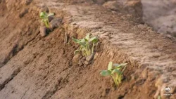 Our Vegetables | Gourd