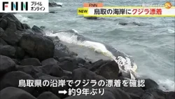 鳥取の海岸にクジラ漂着　すでに死んだ状態　　県は死因など調査へ
