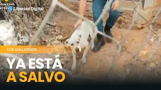 The heroic rescue of a dog by the Civil Guard during wildfire sweeps