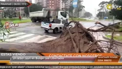 Strong winds and fallen trees in Pinamar