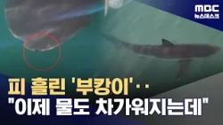 Visible wound on snout... risk increases as water temperature drops (2026.10.08/Newsdesk/MBC)