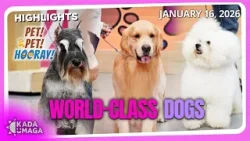 Philippine Canine Club Inc. ilalaban sa Philippine Circuit Dog Show!