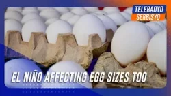 El Niño affecting egg sizes too