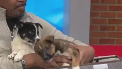 These adorable snow storm puppies need homes