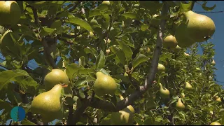 Toka - Dardha verore me rendiment, treg dhe çmim të mirë 02.09.2026
