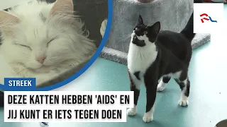 This is 'feline AIDS', a disease spreading unseen through our region