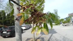 Klon czerwony – Acer rubrum