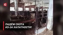 Коровы гибли сотнями! Задержали руководителя одного из хозяйств | Прокуратура ведёт расследование