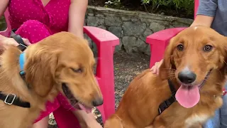 Pet Chek: Golden retriever puppies. and what pet owners need to know about wildfires