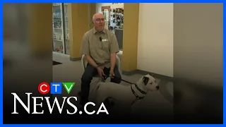 Regina Humane Society's Pet of the Week is Tank!