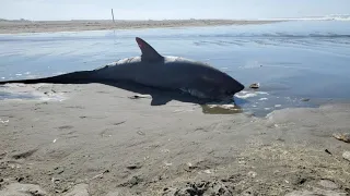 Decapitated thresher shark found on Washington beach