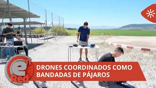 EnRed | Aerosense: enjambres de drones coordinados como bandadas de pájaros