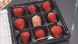 インバウンド客にＰＲ　九州産のイチゴ９種類食べ比べ