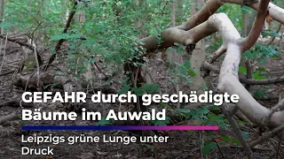 Danger from damaged trees in Leipzig’s Auwald forest