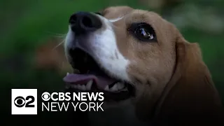Researchers alter dogs' DNA to prevent allergens