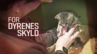 For dyrenes skyld (4:5) Dyrlægen på besøg