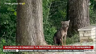 ΑΥΞΑΝΟΝΤΑΙ ΟΙ ΕΝΔΕΙΞΕΙΣ ΓΙΑ ΠΑΡΟΥΣΙΑ ΖΕΥΓΑΡΙΟΥ ΛΥΚΩΝ ΣΤΟ ΠΑΡΑΛΙΜΝΙΟ