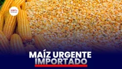 Autorizan importación masiva de maíz amarillo