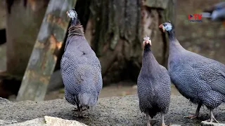 Guinea fowl are relatives of domestic chickens that are difficult to spot.