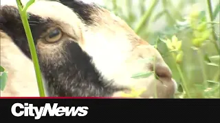UCalgary welcomes goat herd to campus as part of sustainable landscaping efforts